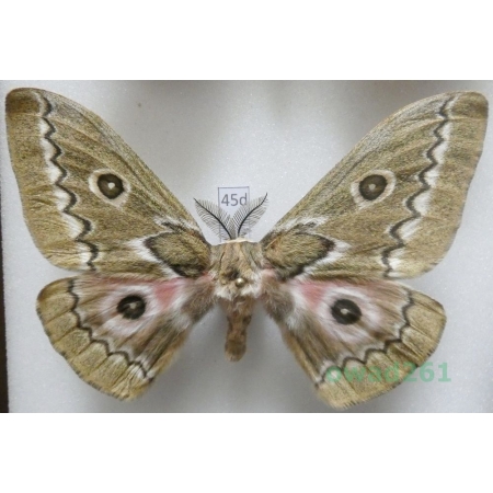 Gonimbrasia tyrrhea (Cramer, 1775) male ex. ovo South Africa 91mm45d